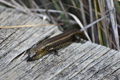 Lissolepis coventryi