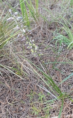 Caesia calliantha