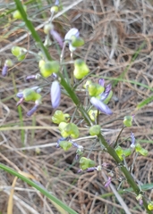Caesia calliantha