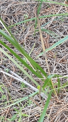 Caesia calliantha