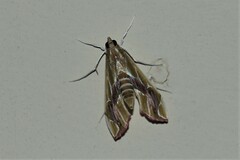 Agathodes ostentalis