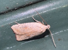 Agonopterix nervosa