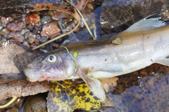 Pantosteus clarkii