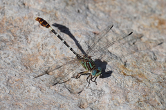 Erpetogomphus lampropeltis