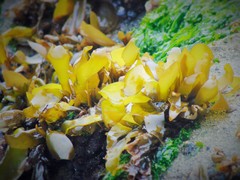 Mazzaella laminarioides