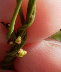 Cassytha pubescens