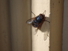 Calliphora