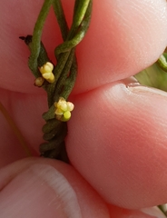 Cassytha pubescens