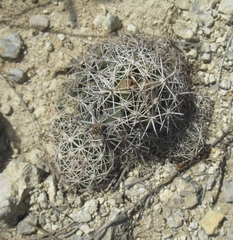 Coryphantha sulcata