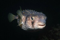 Dicotylichthys punctulatus