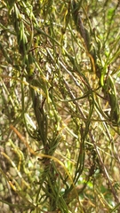 Cassytha pubescens