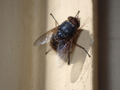 Calliphora