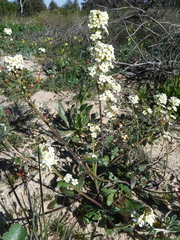 Manulea corymbosa