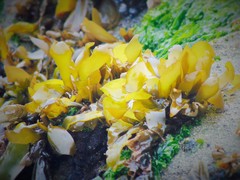 Mazzaella laminarioides