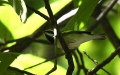 Vermivora chrysoptera