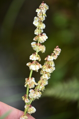 Oxyria digyna
