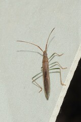 Mutusca brevicornis
