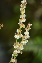 Oxyria digyna