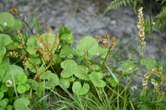 Oxyria digyna