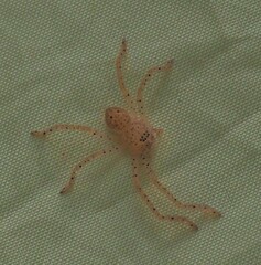 Neosparassus diana
