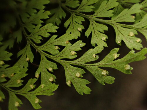Dryopteris glabra var. pusilla