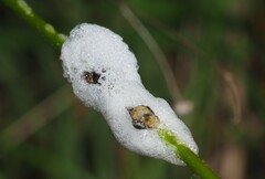Bathyllus albicinctus