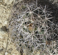 Coryphantha sulcata