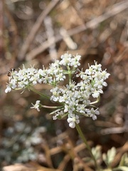 Apioideae