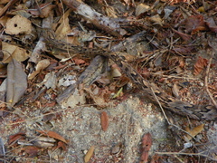 Trimorphodon biscutatus