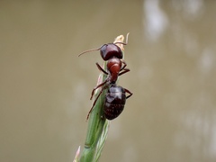 Myrmophyma