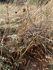 Apioideae
