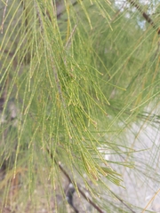 Casuarina