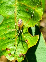 Thwaitesia nigronodosa