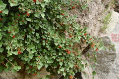 Ribes orientale