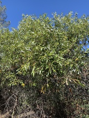 Salix laevigata