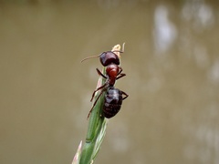 Myrmophyma
