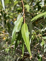 Salix laevigata