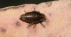Bathyllus albicinctus