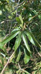 Quercus phellos