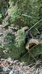 Leucobryum glaucum