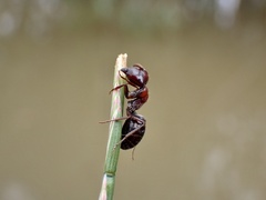 Myrmophyma