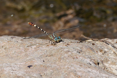 Erpetogomphus lampropeltis
