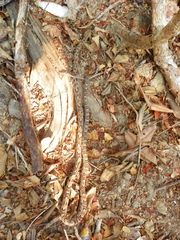 Trimorphodon biscutatus