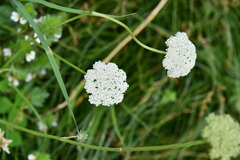 Apioideae