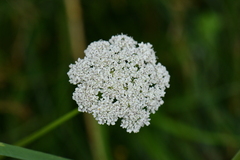 Apioideae