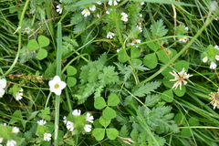 Apioideae