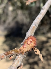 Andricus crystallinus