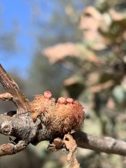 Andricus crystallinus