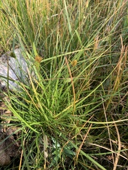 Carex sychnocephala