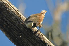 Ptiloris paradiseus